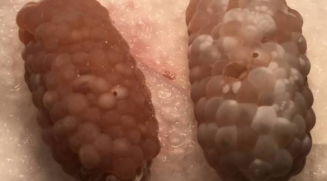 Infertile mystery snail egg clutch on left. Fertile clutch that will hatch within a day or two on the right.