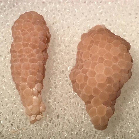 Mystery snail eggs - May 11th