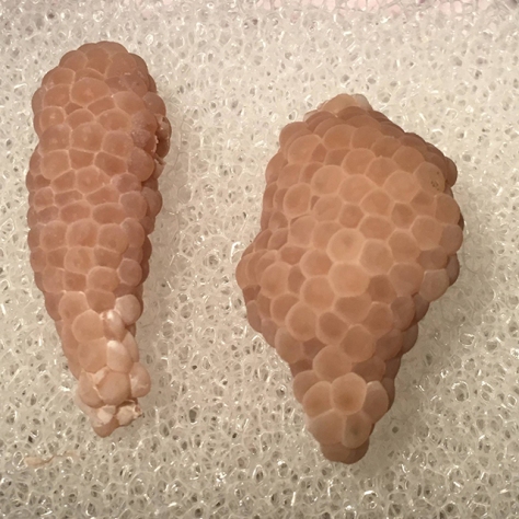 Mystery snail eggs - Day 8 (left). Day 6 (right)
