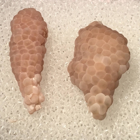 Mystery snail eggs - Day 9 (left). Day 7 (right)