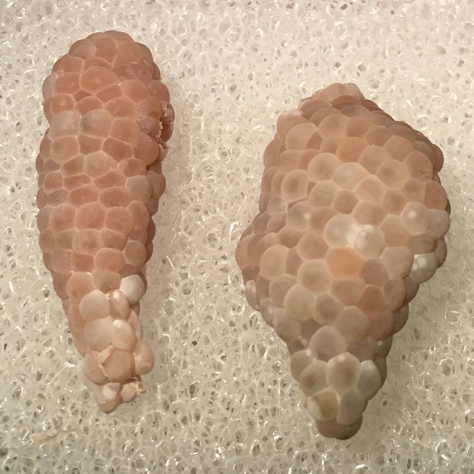 Mystery snail eggs - Day 10 (left). Day 8 (right)