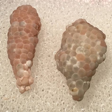 Mystery snail eggs - Day 11 (left). Day 9 (right) - morning