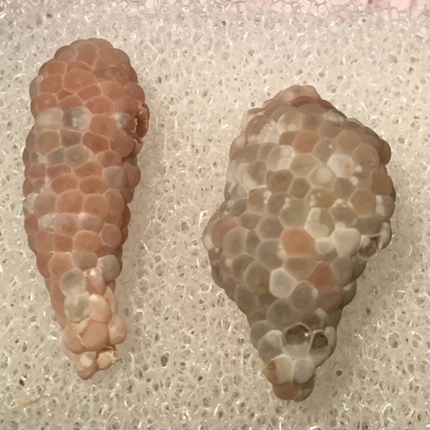 Mystery snail eggs - Day 11 (left). Day 9 (right) - evening - starting to hatch