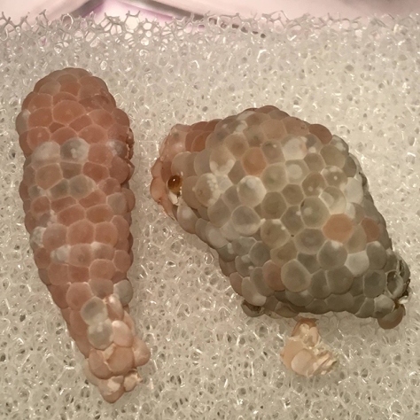 Mystery snail eggs - Day 11 (left). Day 9 (right) - evening - starting to hatch - side view