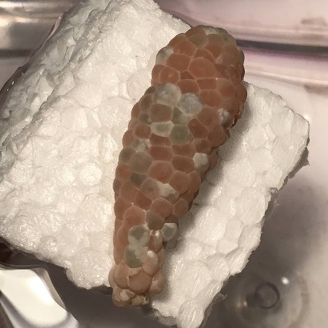 Mystery snail eggs - Day 10 (right clutch from above) - morning