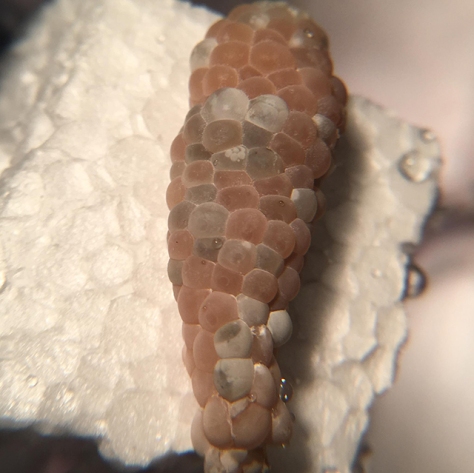 Mystery snail eggs - Day 10 (right clutch from above) - evening
