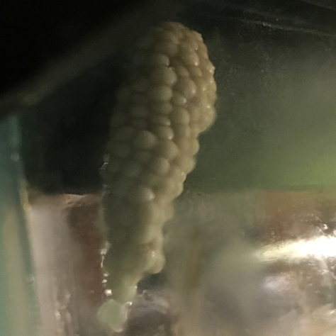 mystery snail eggs, less than 24 hours old