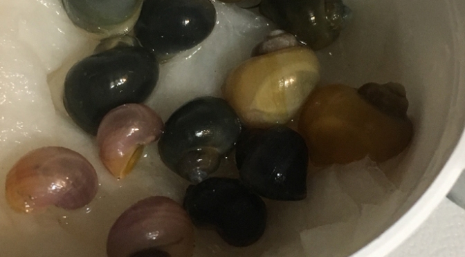 preparing mystery snails for shipping