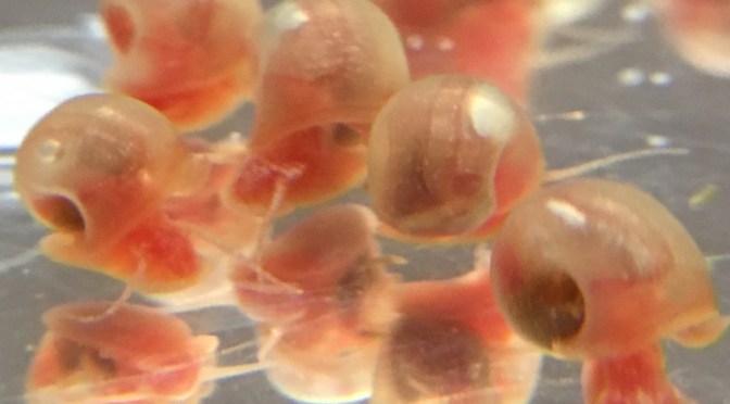 Pink Ramshorn Snails for Sale