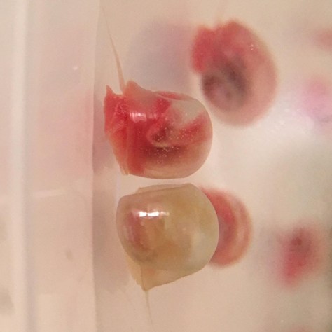 pink and ivory ramshorn snail juveniles