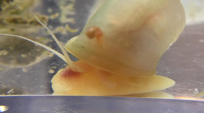 An ivory ramshorn snail?