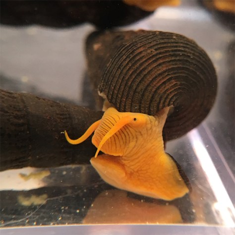 Gorontalo Rabbit Snail