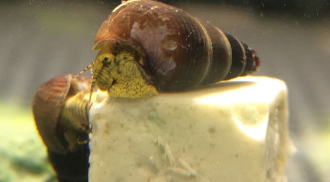 Baby Yellow Rabbit Snails for Sale – Tylomelania / Sulawesi Snailsm