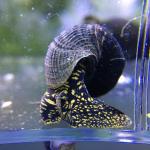 Yellow Spotted Rabbit Snail