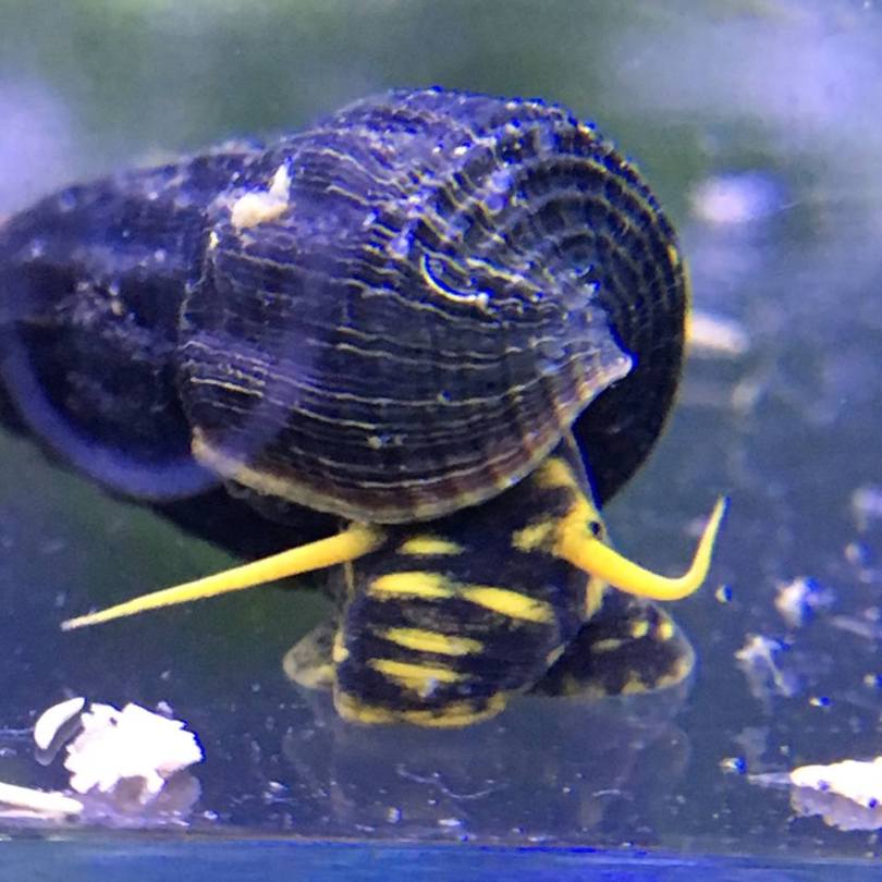 Yellow Spotted Rabbit Snail - tylomelania
