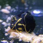 Yellow Spotted Rabbit Snail - tylomelania