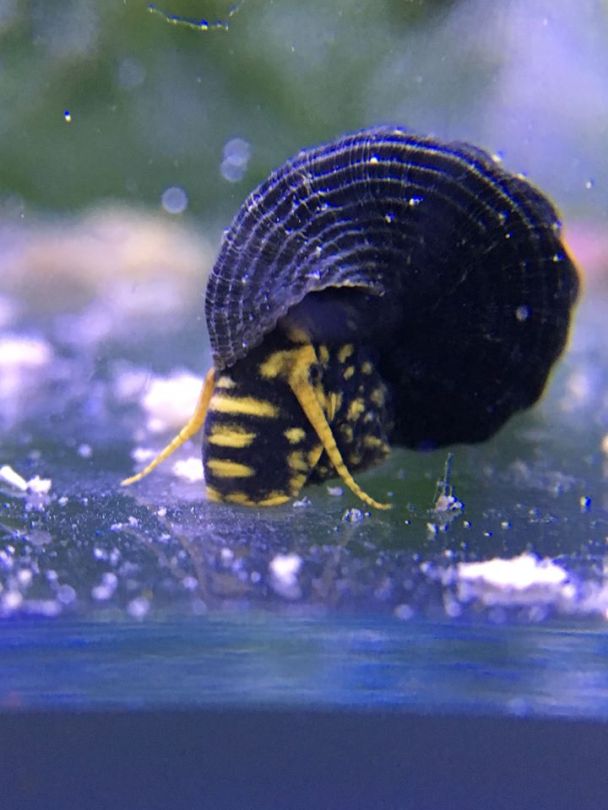 Yellow Spotted Rabbit Snail - tylomelania