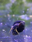 Yellow Spotted Rabbit Snail - tylomelania