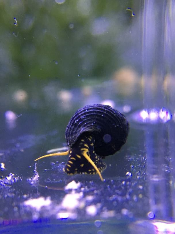Yellow Spotted Rabbit Snail - tylomelania