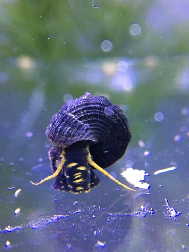 Yellow Spotted Rabbit Snail - tylomelania