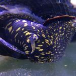 Yellow Spotted Rabbit Snail
