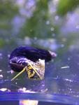 Yellow Spotted Rabbit Snail - tylomelania