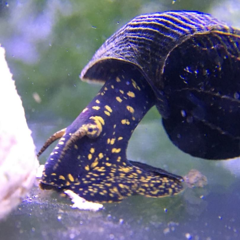 Yellow Spotted Rabbit Snail