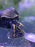 Yellow Spotted Rabbit Snail