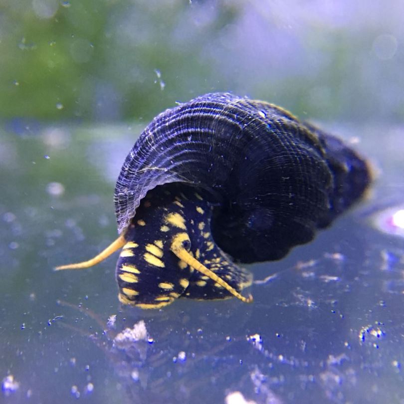 Yellow Spotted Rabbit Snail - tylomelania