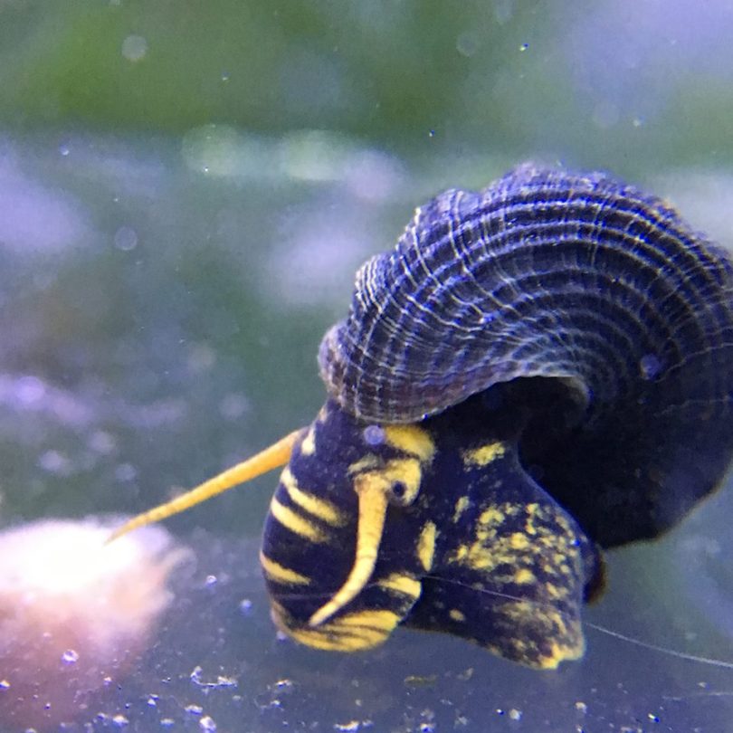 Yellow Spotted Rabbit Snail - tylomelania