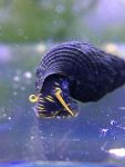 Yellow Spotted Rabbit Snail - tylomelania