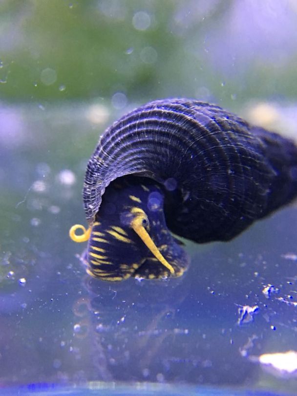Yellow Spotted Rabbit Snail - tylomelania