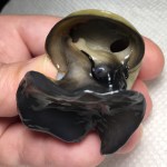 Jade female mystery snail