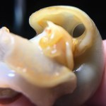 Ivory male mystery snail