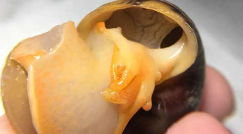 Sexing Mystery Snails | Florida Mystery Snails