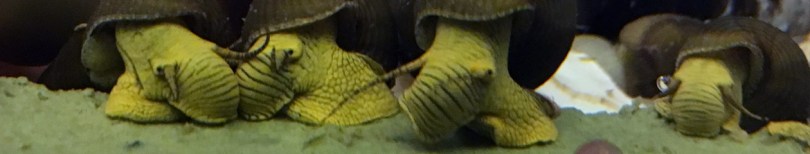 Yellow rabbit snails (aka green) eating snello