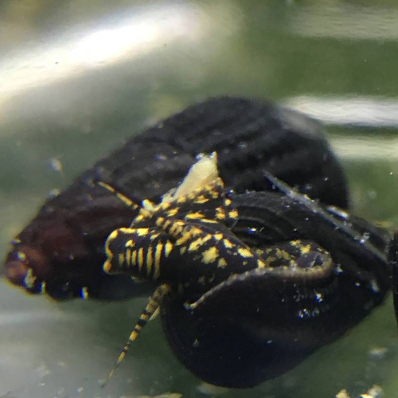 tylomelania - yellow spotted rabbit snail baby for sale