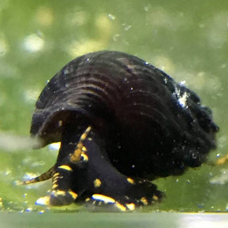 tylomelania - yellow spotted rabbit snail baby for sale