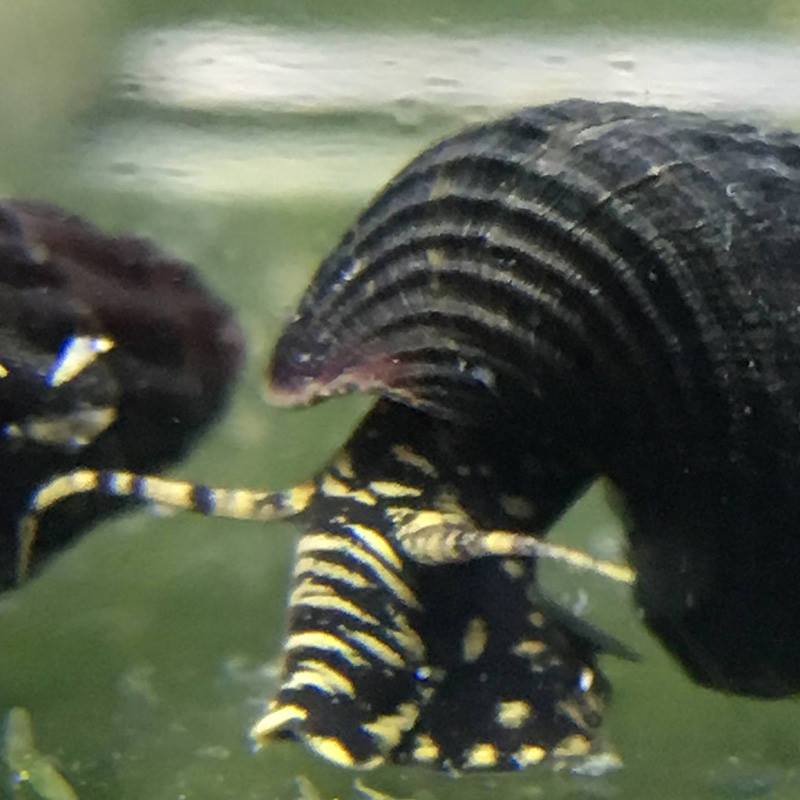 tylomelania - yellow spotted rabbit snail baby for sale