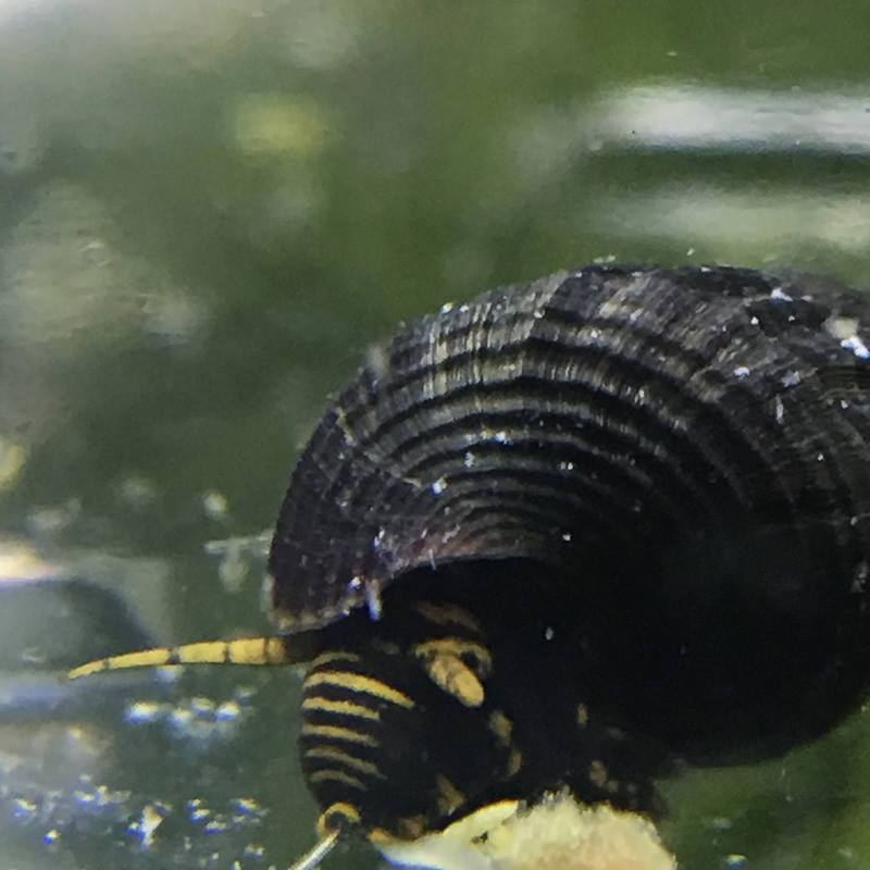 tylomelania - yellow spotted rabbit snail baby for sale