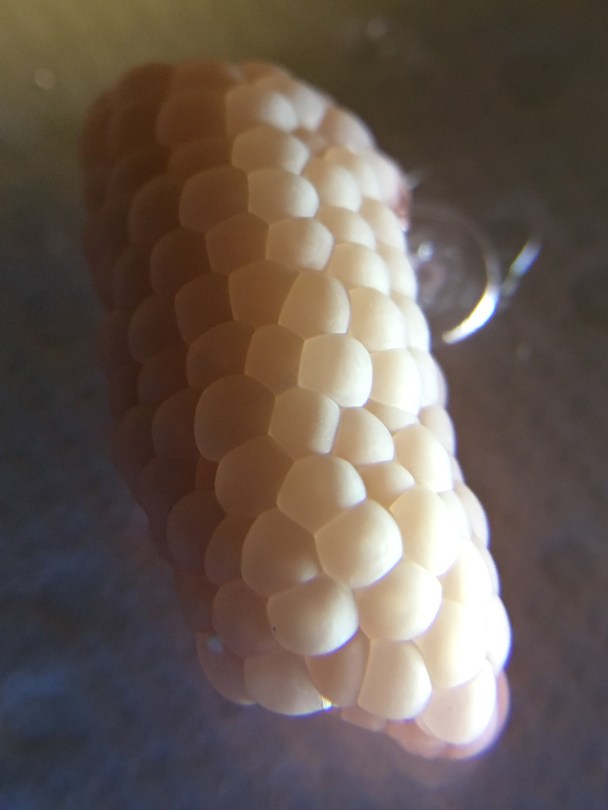 mystery snail egg clutch: Pomacea Diffusa