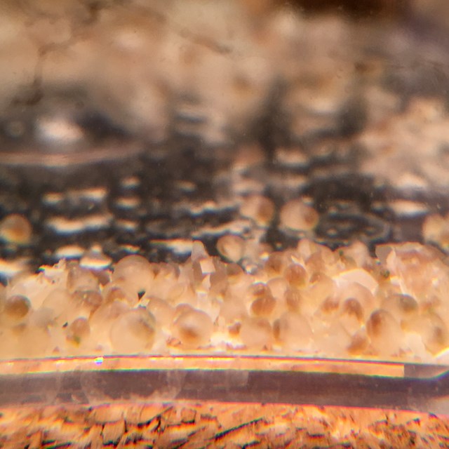 ivory mystery snail babies hatching