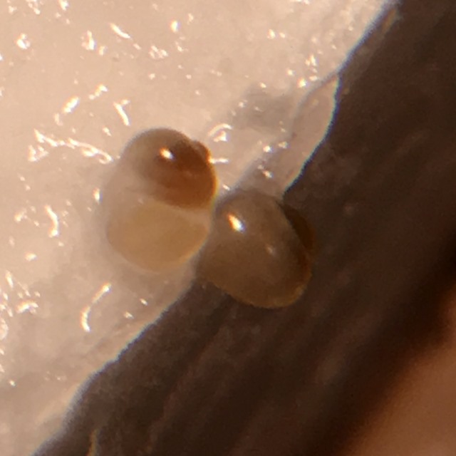 ivory mystery snail babies hatching