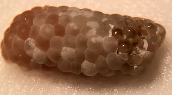 Mystery snail eggs hatching