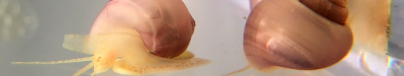 magenta mystery snail juveniles