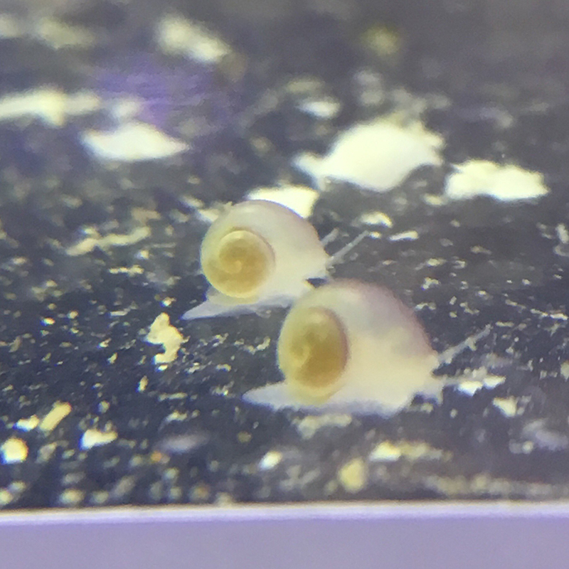 magenta mystery snail babies