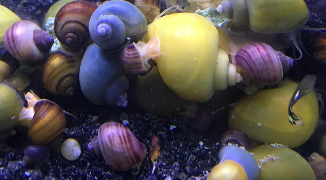 Florida Mystery Snails is on BAND!