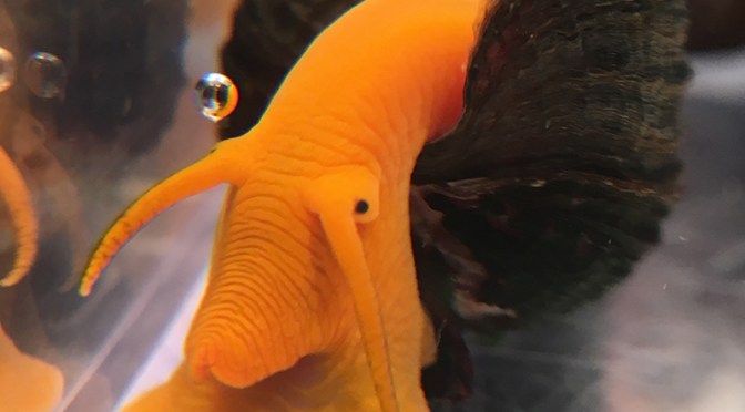 Golden /Orange Poso Rabbit Snails