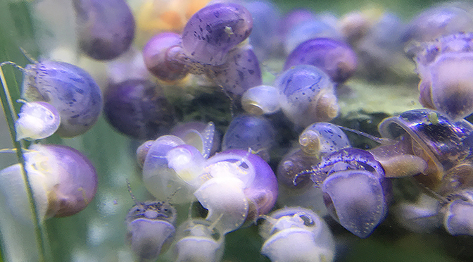 1 week old mystery snail babies