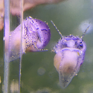 4 day old dark foot purple mystery snails